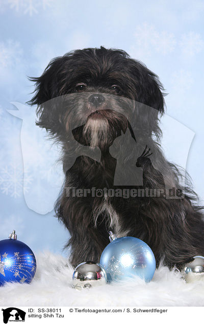 sitzender Shih Tzu / sitting Shih Tzu / SS-38011