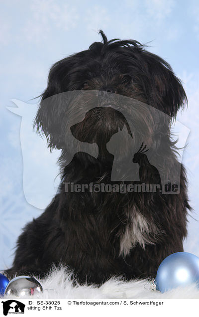 sitzender Shih Tzu / sitting Shih Tzu / SS-38025