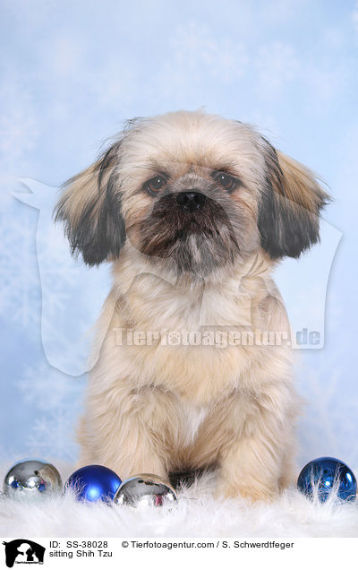 sitzender Shih Tzu / sitting Shih Tzu / SS-38028