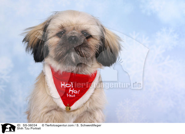 Shih Tzu Portrait / Shih Tzu Portrait / SS-38034