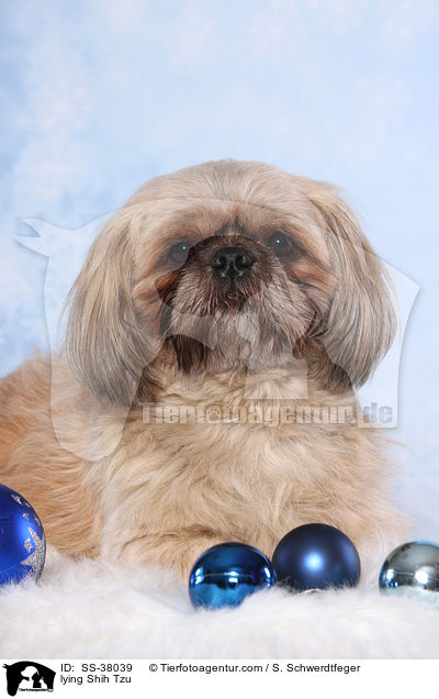 liegender Shih Tzu / lying Shih Tzu / SS-38039