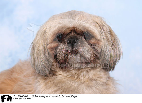 Shih Tzu Portrait / Shih Tzu Portrait / SS-38040