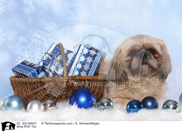 liegender Shih Tzu / lying Shih Tzu / SS-38041