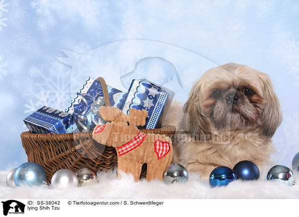 liegender Shih Tzu / lying Shih Tzu / SS-38042