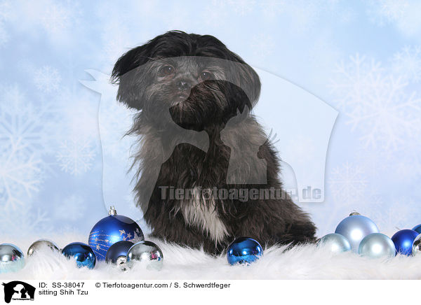 sitzender Shih Tzu / sitting Shih Tzu / SS-38047