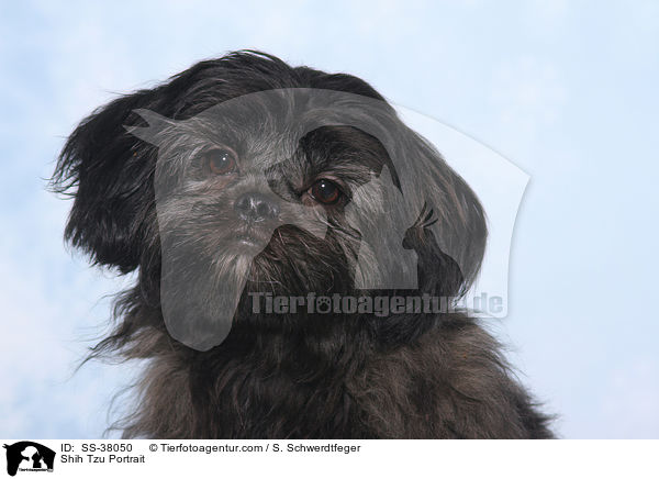 Shih Tzu Portrait / Shih Tzu Portrait / SS-38050