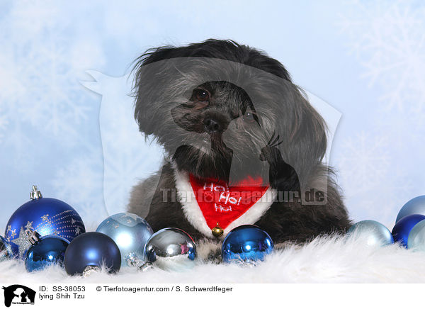 liegender Shih Tzu / lying Shih Tzu / SS-38053