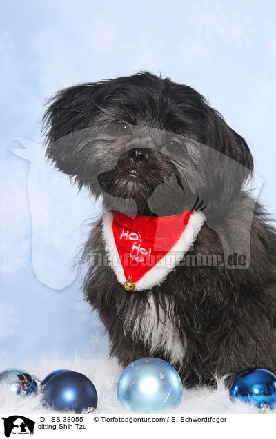 sitzender Shih Tzu / sitting Shih Tzu / SS-38055