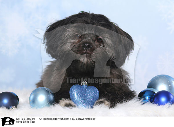 liegender Shih Tzu / lying Shih Tzu / SS-38059