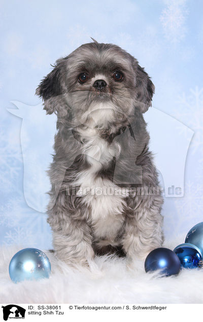 sitzender Shih Tzu / sitting Shih Tzu / SS-38061