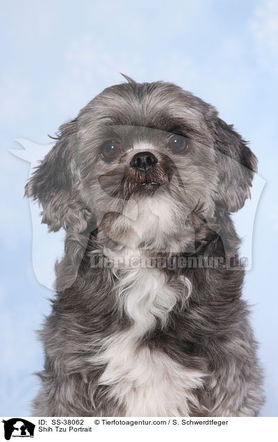 Shih Tzu Portrait / Shih Tzu Portrait / SS-38062