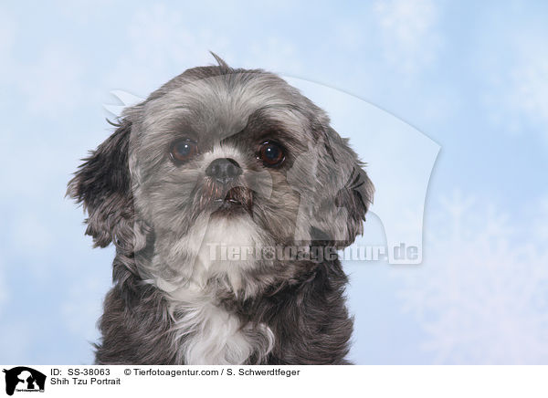 Shih Tzu Portrait / Shih Tzu Portrait / SS-38063