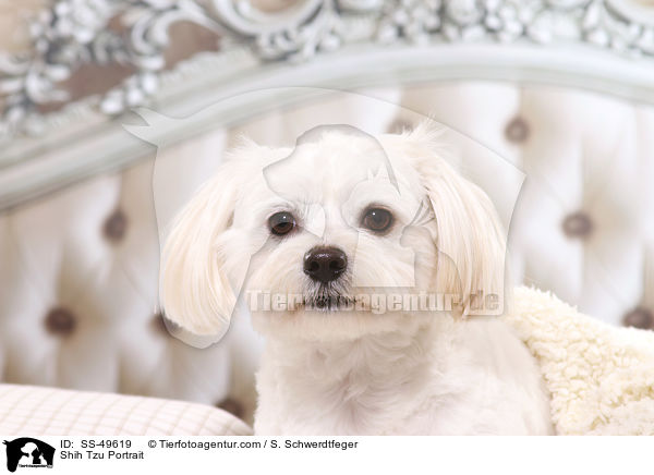 Shih Tzu Portrait / Shih Tzu Portrait / SS-49619