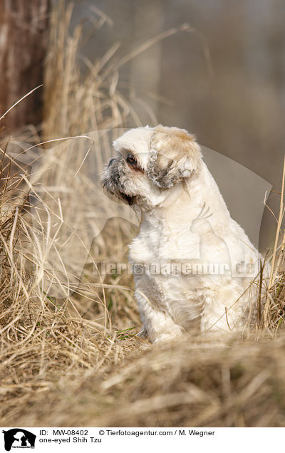 einugiger Shih Tzu / one-eyed Shih Tzu / MW-08402