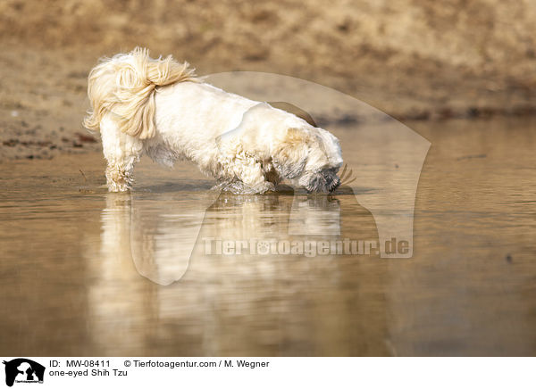 einugiger Shih Tzu / one-eyed Shih Tzu / MW-08411