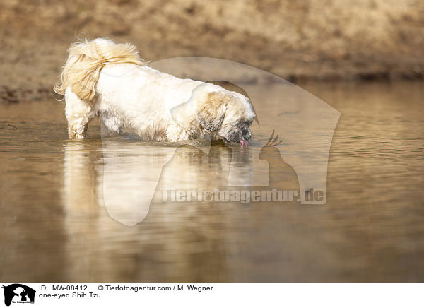 einugiger Shih Tzu / one-eyed Shih Tzu / MW-08412