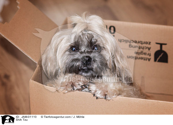 Shih Tzu / Shih Tzu / JAM-01110