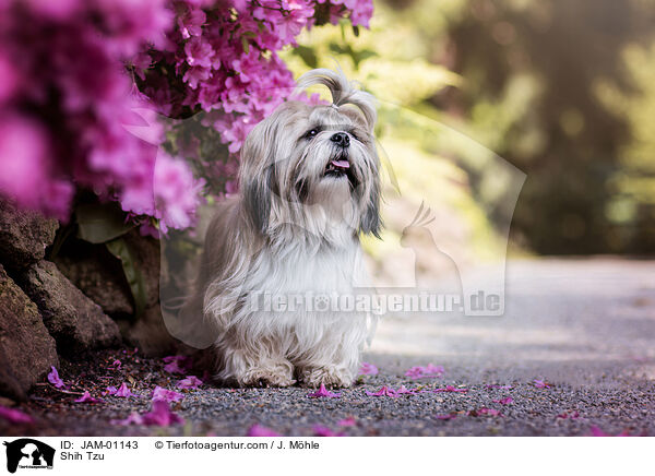 Shih Tzu / Shih Tzu / JAM-01143