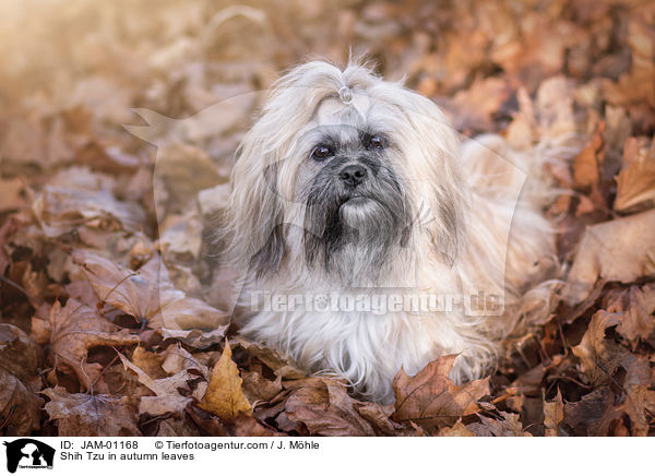 Shih Tzu im Herbstlaub / Shih Tzu in autumn leaves / JAM-01168