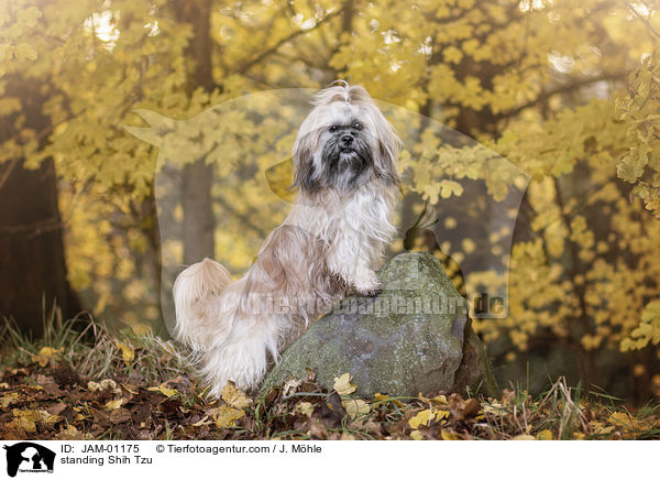 stehender Shih Tzu / standing Shih Tzu / JAM-01175