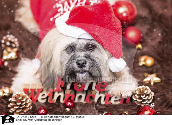 Shih Tzu mit weihnachtlicher Dekoration / Shih Tzu with Christmas decoration / JAM-01206