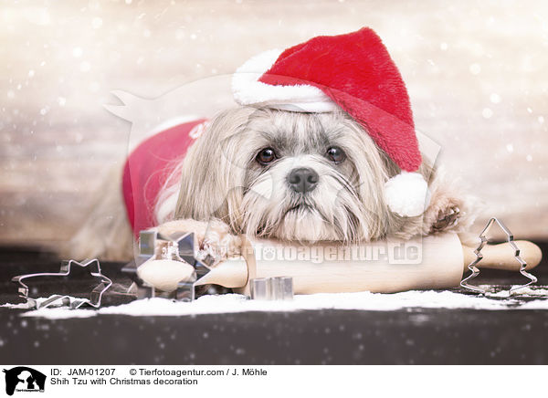 Shih Tzu mit weihnachtlicher Dekoration / Shih Tzu with Christmas decoration / JAM-01207