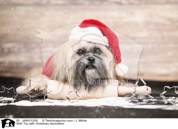 Shih Tzu mit weihnachtlicher Dekoration / Shih Tzu with Christmas decoration / JAM-01208