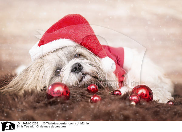 Shih Tzu mit weihnachtlicher Dekoration / Shih Tzu with Christmas decoration / JAM-01209