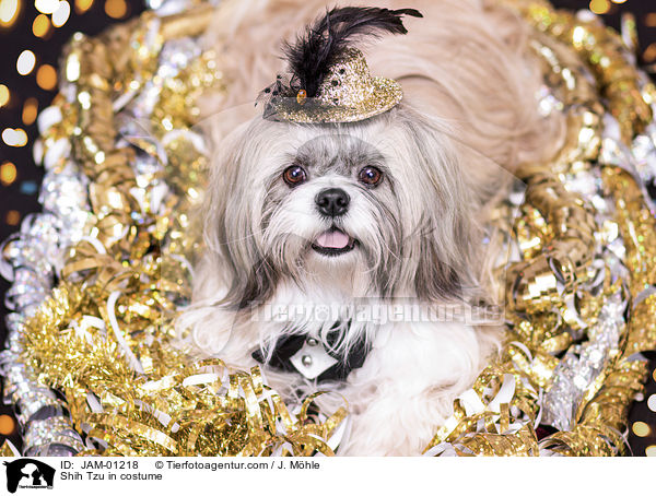 Shih Tzu im Kostm / Shih Tzu in costume / JAM-01218