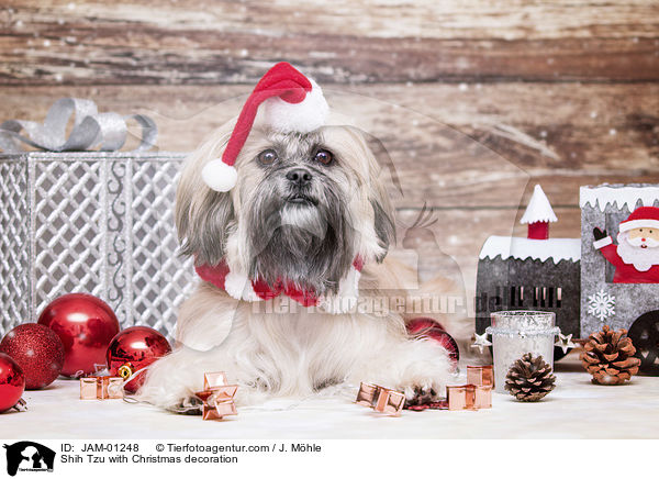 Shih Tzu mit weihnachtlicher Dekoration / Shih Tzu with Christmas decoration / JAM-01248