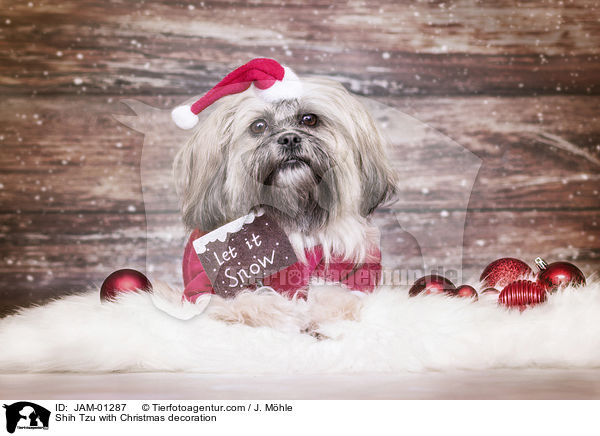 Shih Tzu mit weihnachtlicher Dekoration / Shih Tzu with Christmas decoration / JAM-01287