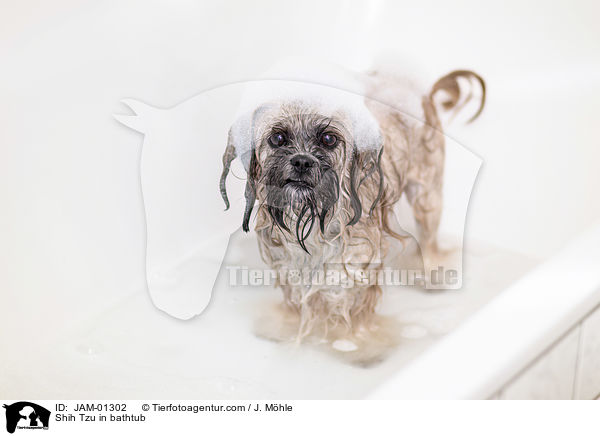 Shih Tzu in der Wanne / Shih Tzu in bathtub / JAM-01302