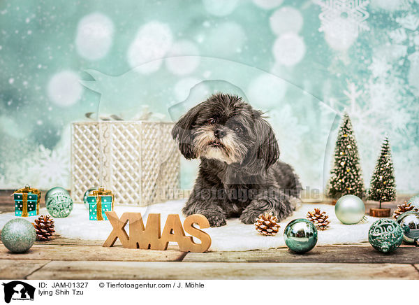 liegender Shih Tzu / lying Shih Tzu / JAM-01327