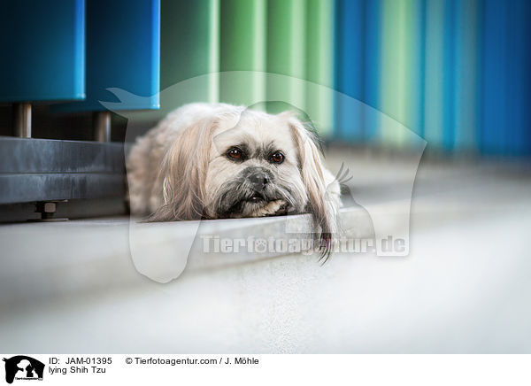 liegender Shih Tzu / lying Shih Tzu / JAM-01395