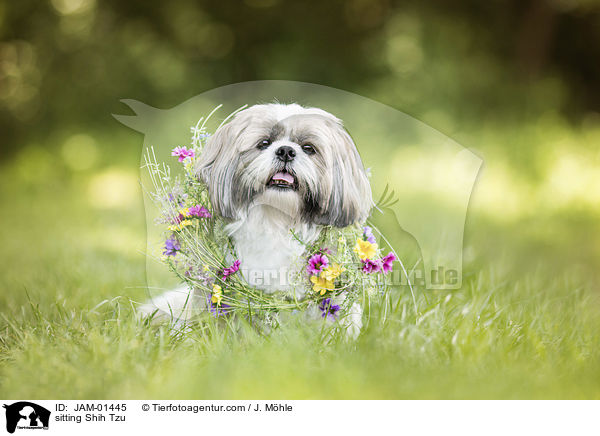 sitzender Shih Tzu / sitting Shih Tzu / JAM-01445