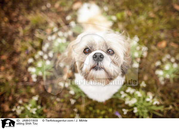 sitzender Shih Tzu / sitting Shih Tzu / JAM-01909