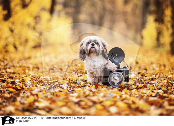 Shih Tzu im Herbst / in autumn / JAM-02214