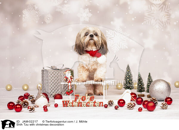 Shih Tzu mit Weihnachtsdeko / Shih Tzu with christmas decoration / JAM-02217
