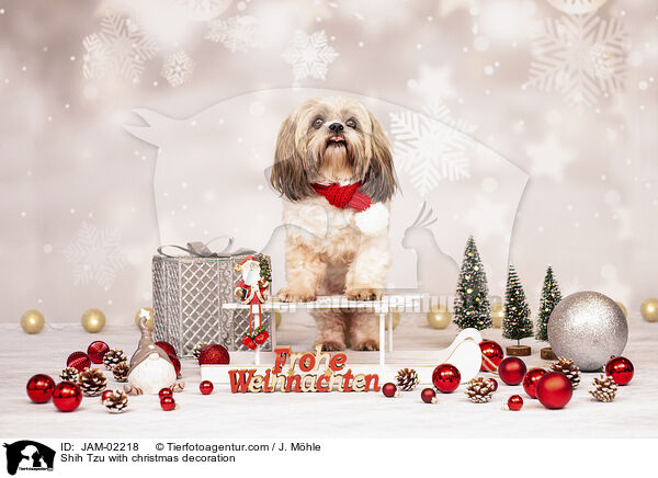 Shih Tzu mit Weihnachtsdeko / Shih Tzu with christmas decoration / JAM-02218