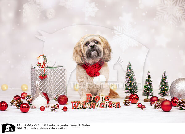 Shih Tzu mit Weihnachtsdeko / Shih Tzu with christmas decoration / JAM-02227