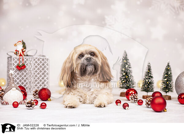 Shih Tzu mit Weihnachtsdeko / Shih Tzu with christmas decoration / JAM-02228
