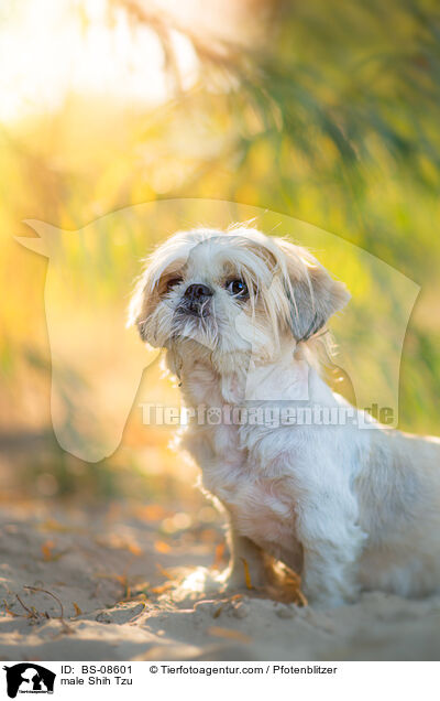 Shih Tzu Rde / male Shih Tzu / BS-08601