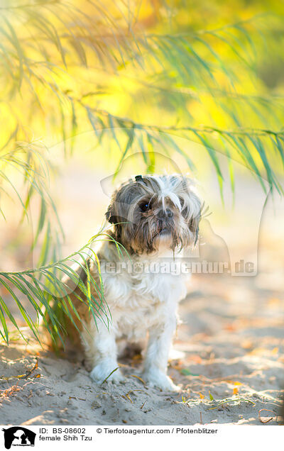 Shih Tzu Hndin / female Shih Tzu / BS-08602