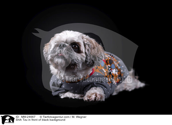 Shih Tzu vor schwarzem Hintergrund / Shih Tzu in front of black background / MW-24667