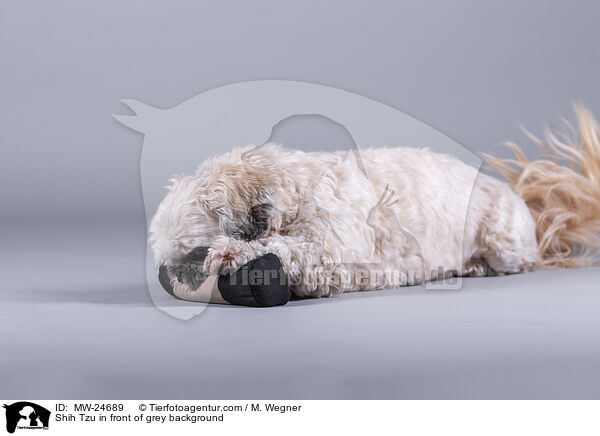 Shih Tzu vor grauem Hintergrund / Shih Tzu in front of grey background / MW-24689