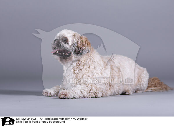 Shih Tzu vor grauem Hintergrund / Shih Tzu in front of grey background / MW-24692