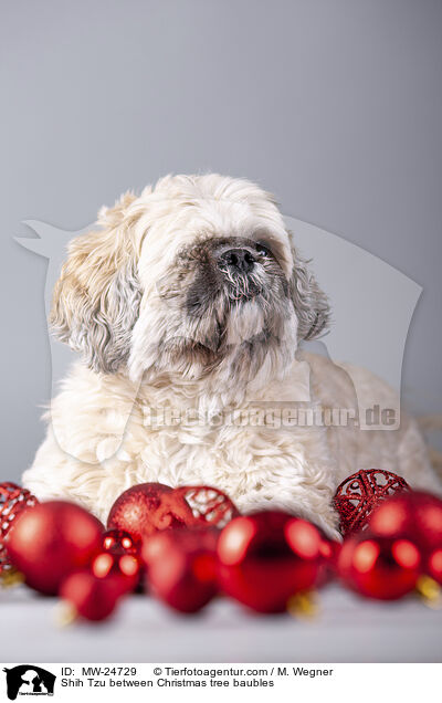 Shih Tzu zwischen Christbaumkugeln / Shih Tzu between Christmas tree baubles / MW-24729