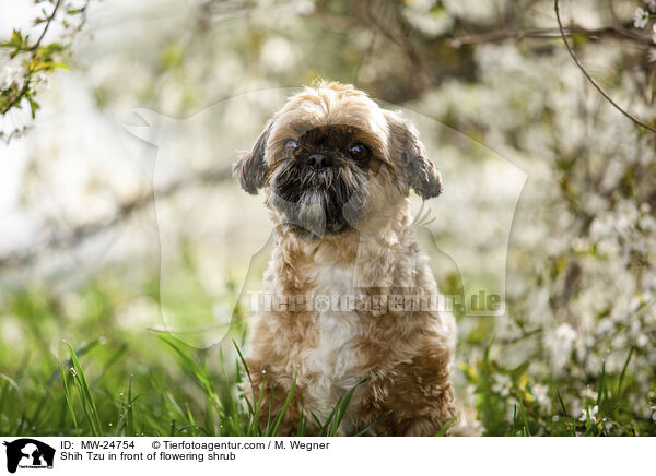 Shih Tzu vor blhendem Strauch / Shih Tzu in front of flowering shrub / MW-24754