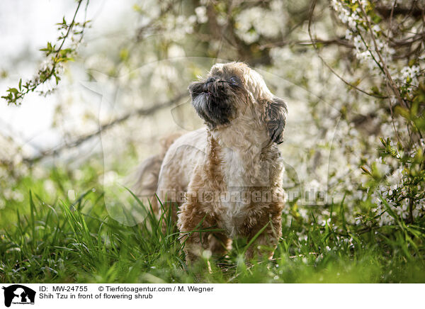 Shih Tzu vor blhendem Strauch / Shih Tzu in front of flowering shrub / MW-24755