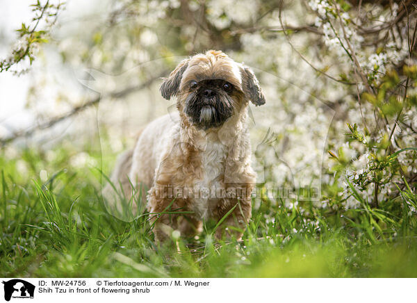 Shih Tzu vor blhendem Strauch / Shih Tzu in front of flowering shrub / MW-24756